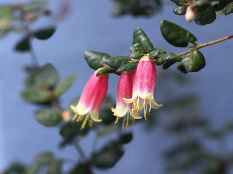 Three pink and cream correa bell flowers hanging beneath glossy dark leaves